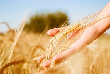 12 октября – День работника сельского хозяйства  и перерабатывающей промышленности